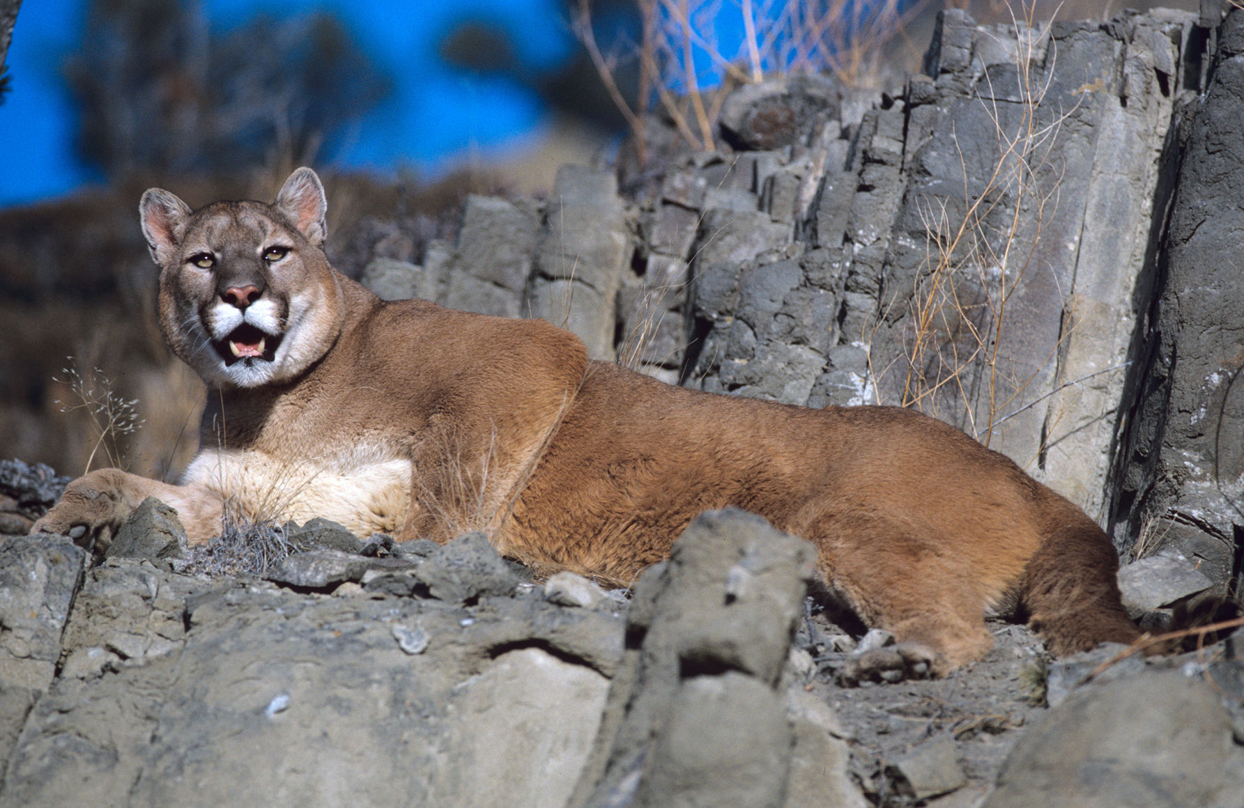 Mountain lion (Puma concolor)